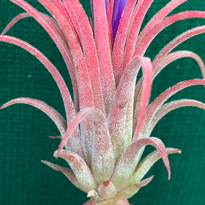 Tillandsia - Ionantha ‘Curly Leaf’ (Wholesale)