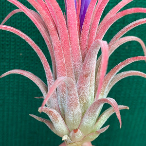 Tillandsia - ionantha ‘Curly Leaf’ (Wholesale)