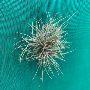 Tillandsia - bandensis ‘Large Form’ ex. CL (Fragrant) NEW