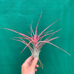 Tillandsia - Success Story ex. RFI