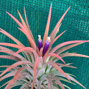 Tillandsia - ionantha ‘APD001’ (Wholesale)