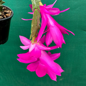 Zygocactus Saint Charles
