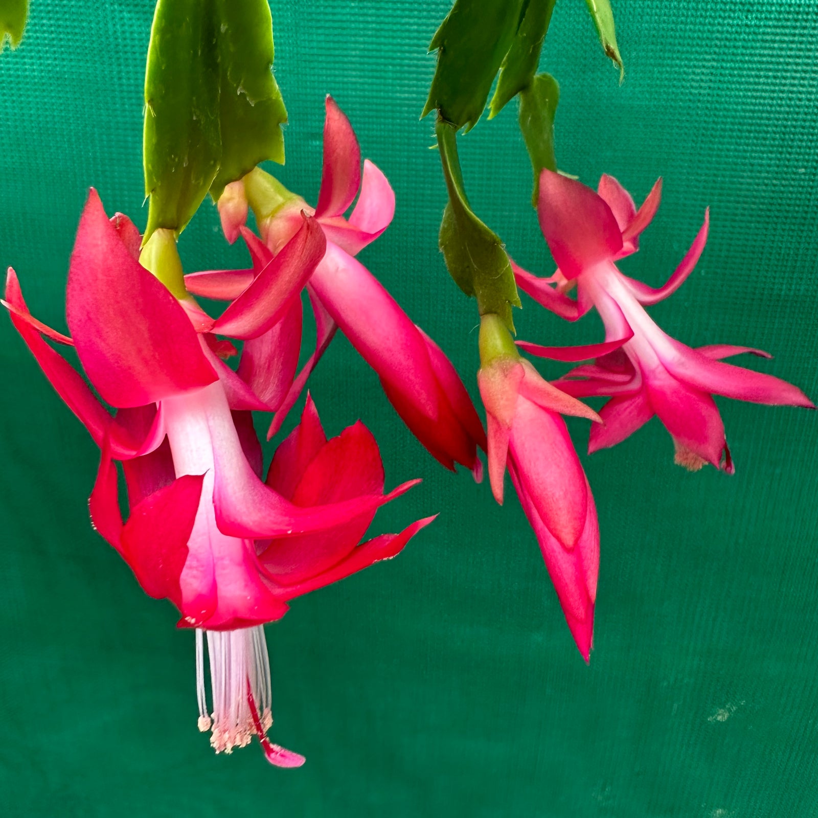 Zygocactus Kris Kringle