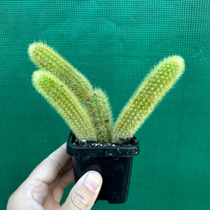 Golden Rat Tail Cactus - Cleistocactus winteri