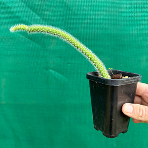 Monkey Tail Cactus - Hildewintera colademononis