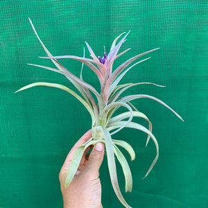 Tillandsia - Hondurensis x Capitata Marron ex. BG