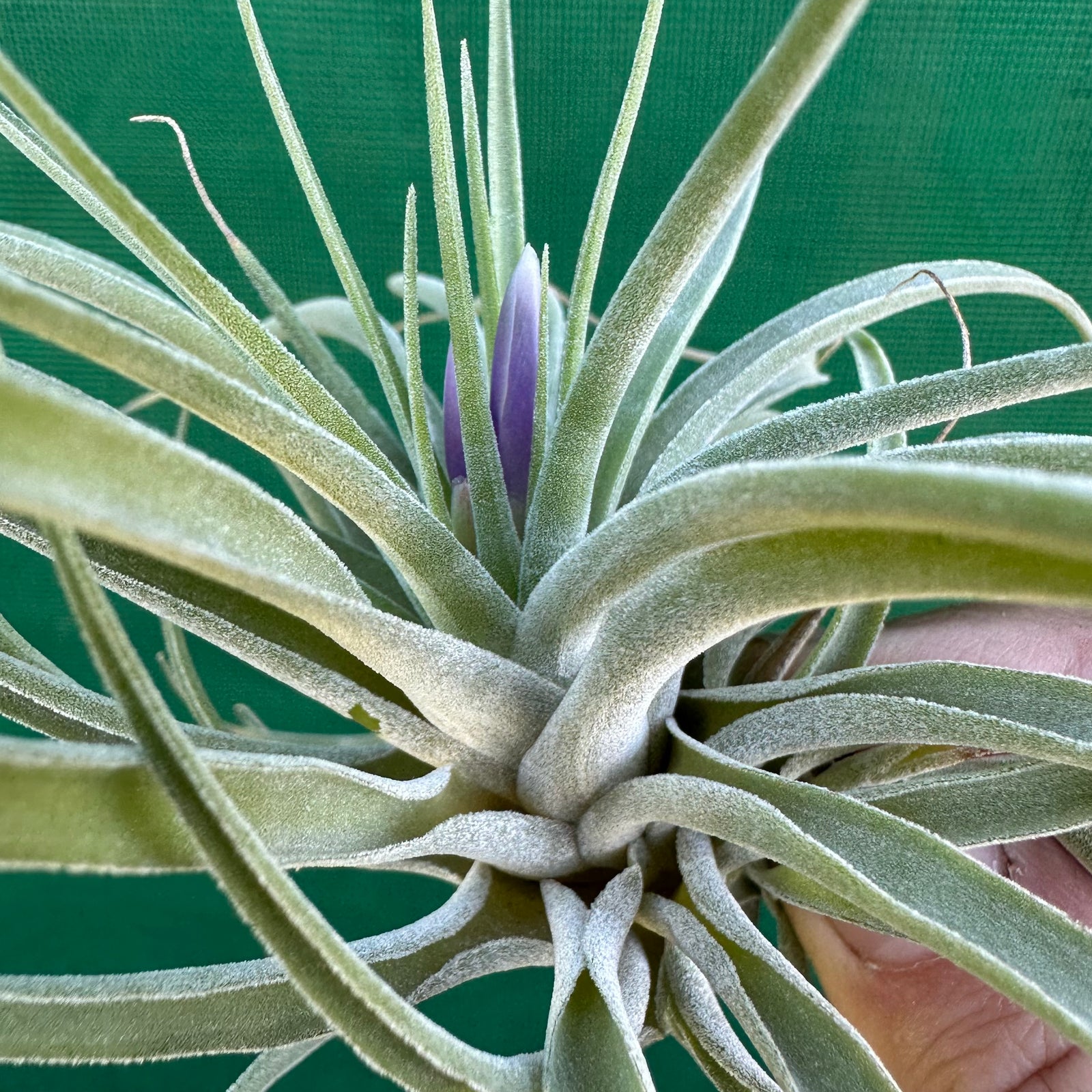Tillandsia - kammii ex. CC