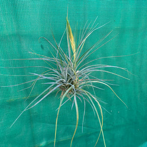 Tillandsia - acostae