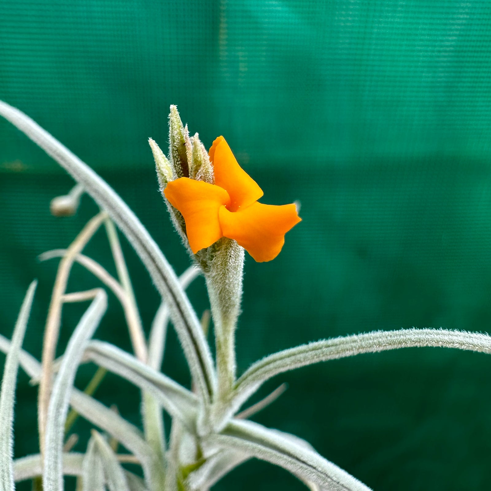 Tillandsia - Mock Orange (Fragrant)