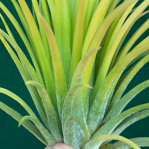 Tillandsia - Ionantha 'Sumo White’ (Wholesale)