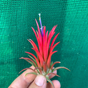 Tillandsia - Ionantha 'Thai Fuego' (Wholesale)