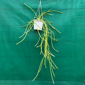 Rhipsalis flaggeliformis