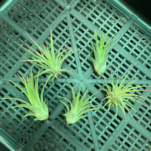 Tillandsia - ionantha 'Pink Beauty' (Wholesale)