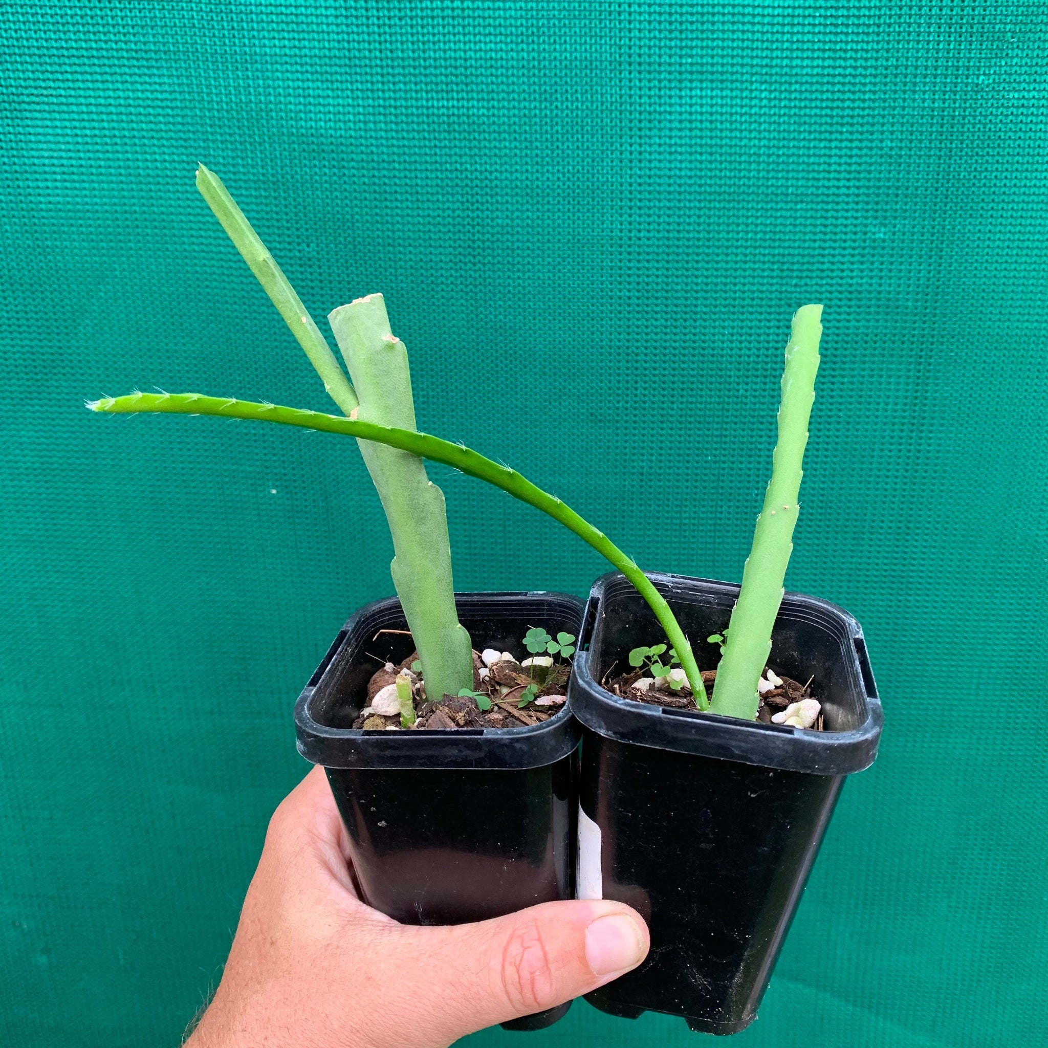 hybrid pineapple plant Epi. Hybrid Pineapple Fizz EH63