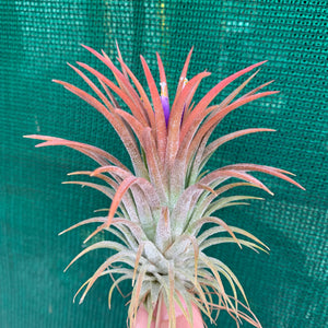 Tillandsia - ionantha ‘APD001’ (Wholesale)