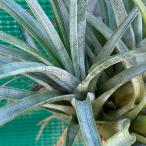 Tillandsia - acostae