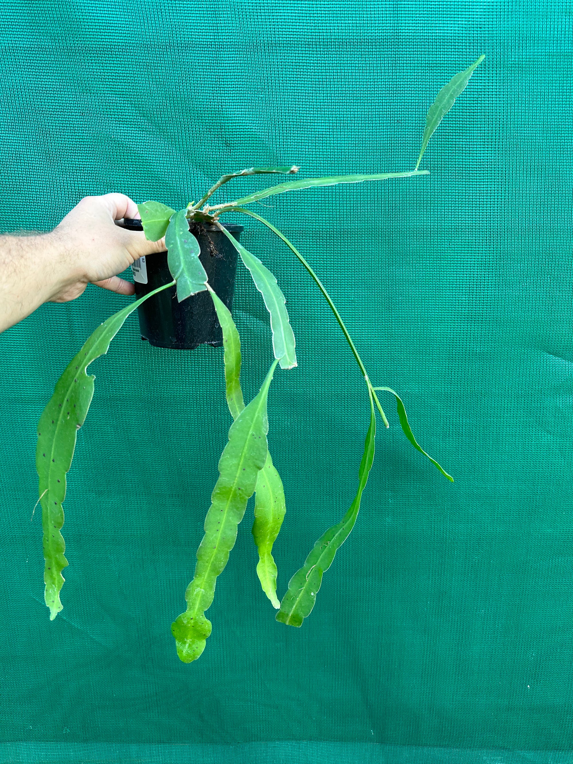 Epiphyllum hookeri (Strictum) - EP10