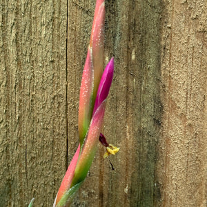 Tillandsia - glabrior (Wholesale)