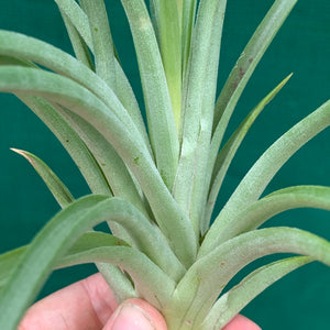 Tillandsia - Globosa x Vernicosa ex. Holm