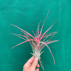 Tillandsia - Success Story ex. RFI