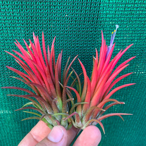 Tillandsia - Ionantha 'Thai Fuego' (Wholesale)