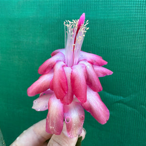 Zygocactus Rosebud