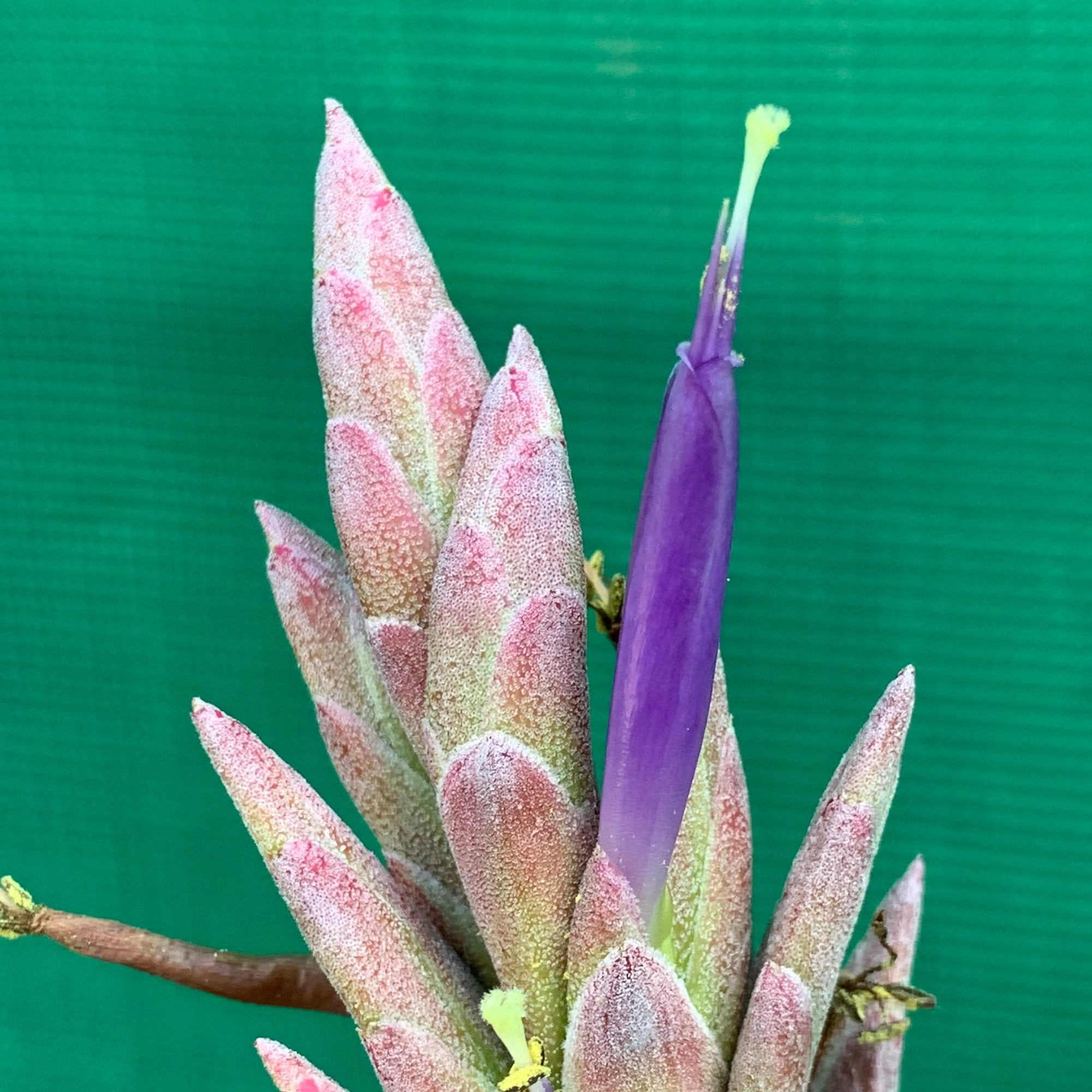 Tillandsia - hammeri ex. SN NEW