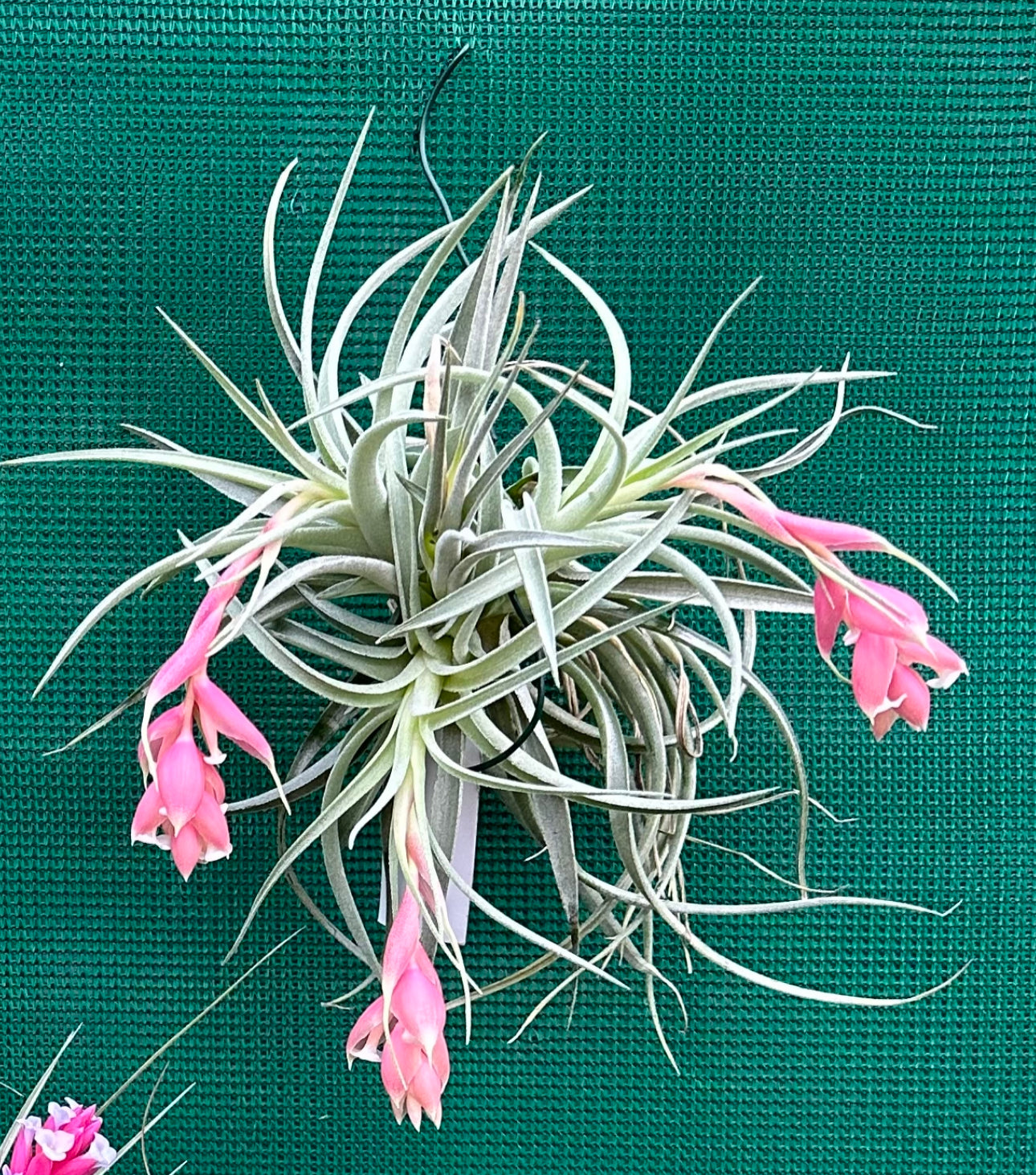 recurvifolia air plant Tillandsia - recurvifolia ex. PT