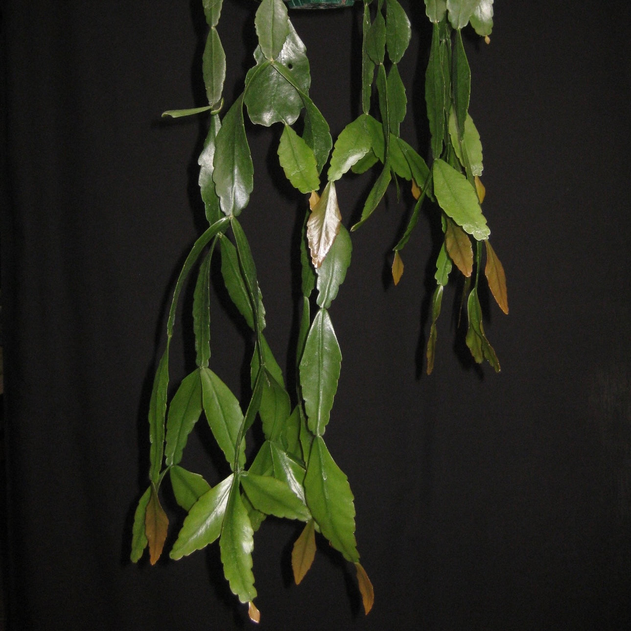 Rhipsalis occidentalis R67