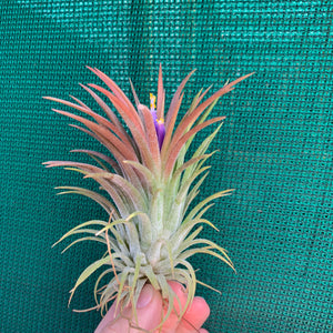 Tillandsia - ionantha ‘APD001’ (Wholesale)