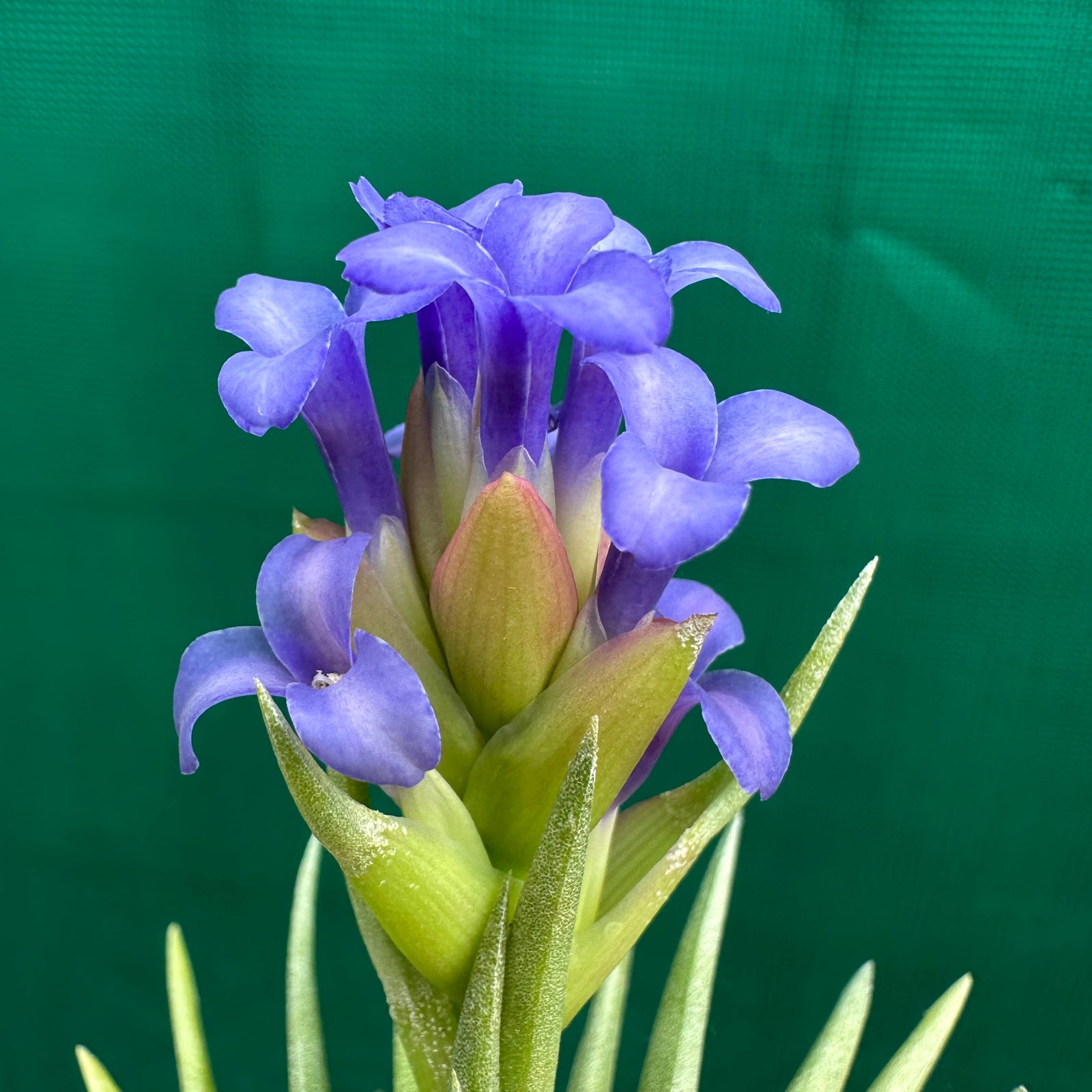 Tillandsia - neglecta