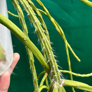 Rhipsalis flaggeliformis