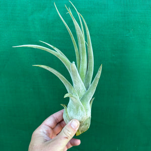 Tillandsia - Lucille ex. BF