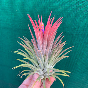 Tillandsia - ionantha 'Pink Beauty' (Wholesale)