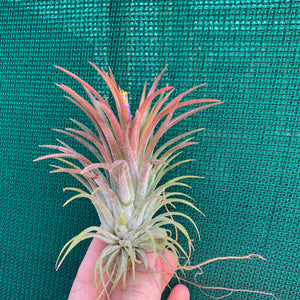 Tillandsia - ionantha ‘APD001’ (Wholesale)