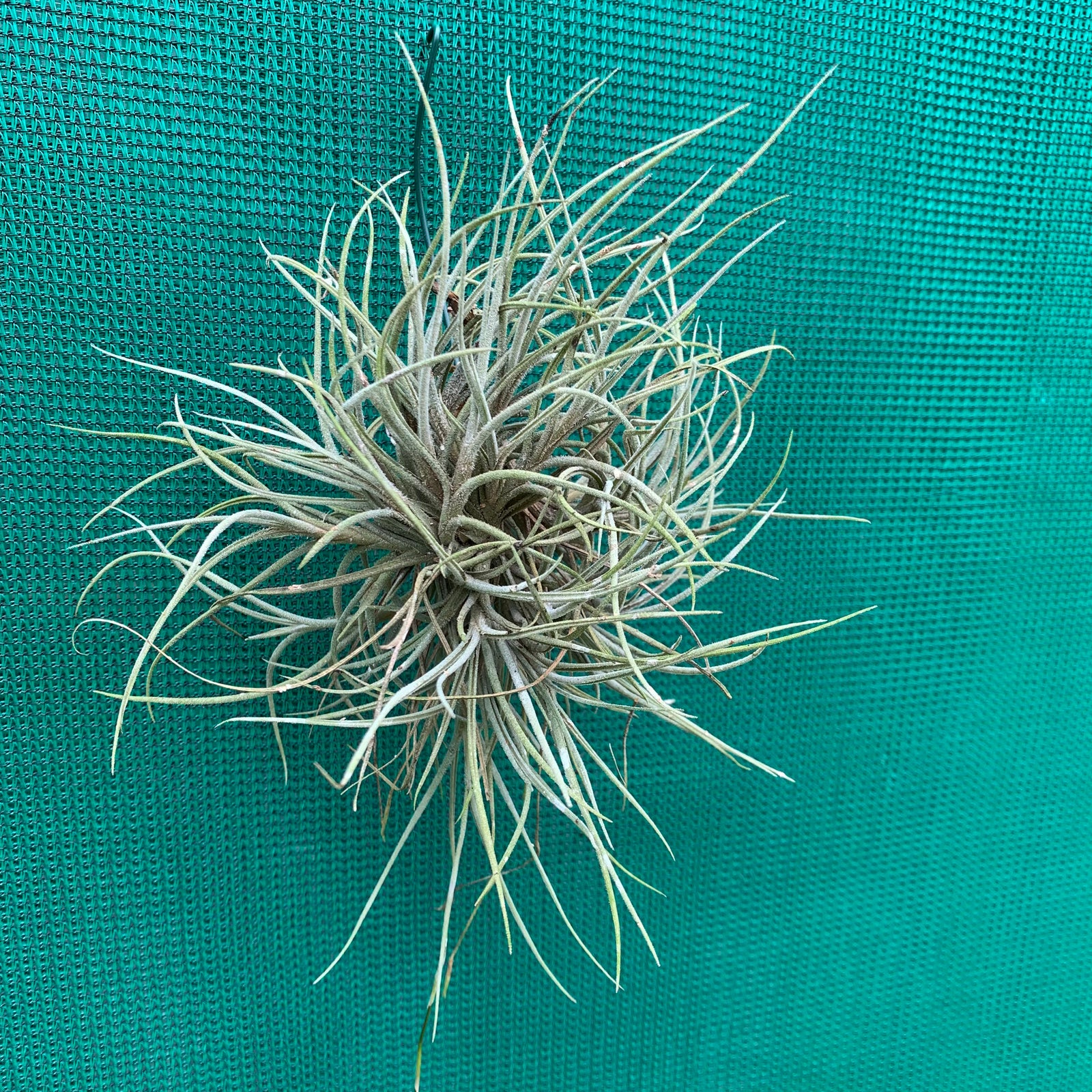 Tillandsia - bandensis ‘Large Form’ ex. CL (Fragrant)