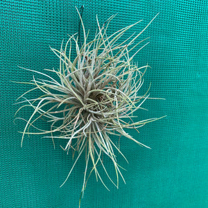 Tillandsia - bandensis ‘Large Form’ ex. CL (Fragrant)