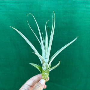 Tillandsia - straminea ex. BD (Fragrant)