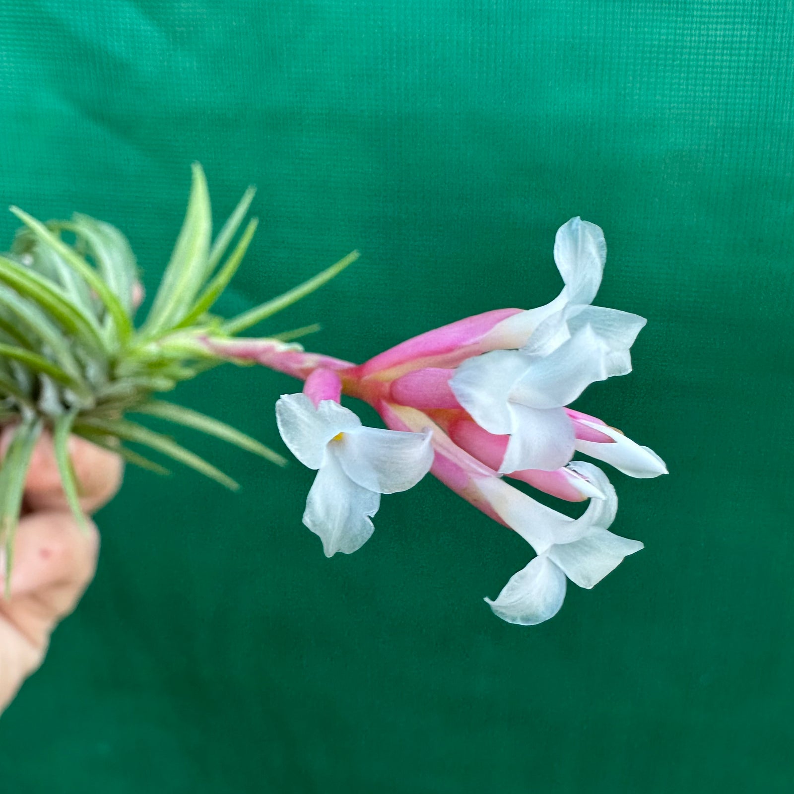 Tillandsia - araujei