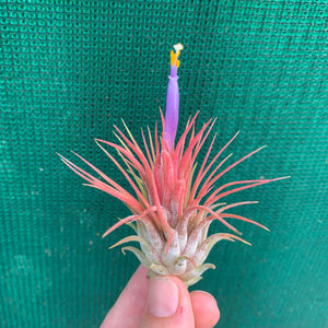 Tillandsia - ionantha 'Stricta' (Wholesale)