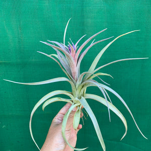 Tillandsia - Hondurensis x Capitata Marron ex. BG