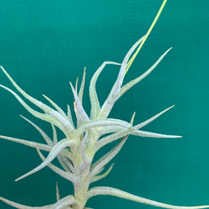 Tillandsia - funebris