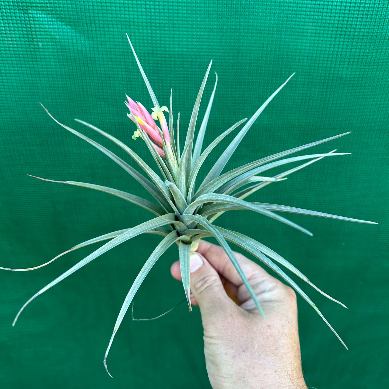 Tillandsia - jucunda ex. CC (Fragrant)
