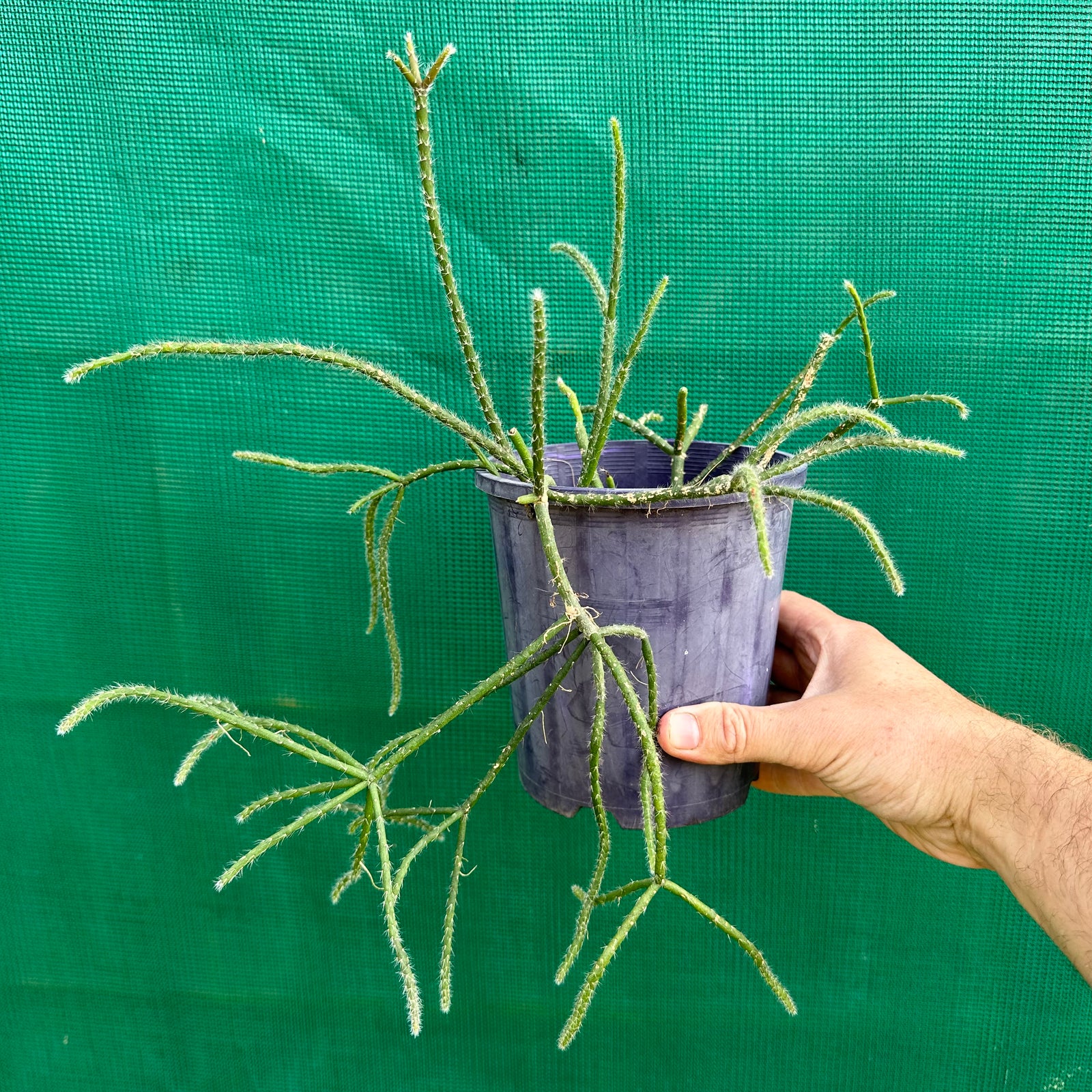 Rhipsalis baccifera f. Delphinensis - R5