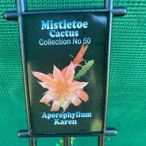 Aporocactus Karen