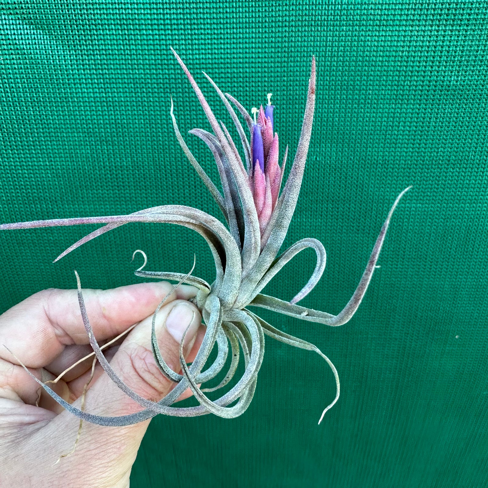 Tillandsia - diguetii x ionantha (Nat. Hybrid) ex. PT