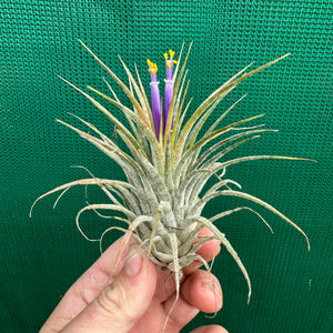 Tillandsia - ionantha ‘Zebrina’