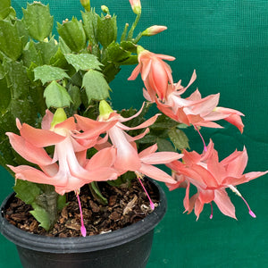 Freya cactus sales
