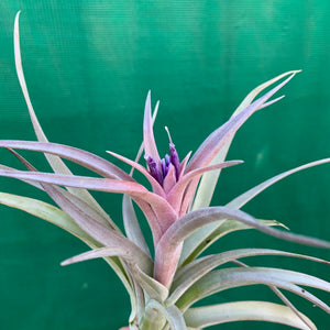 Tillandsia - Hondurensis x Capitata Marron ex. BG