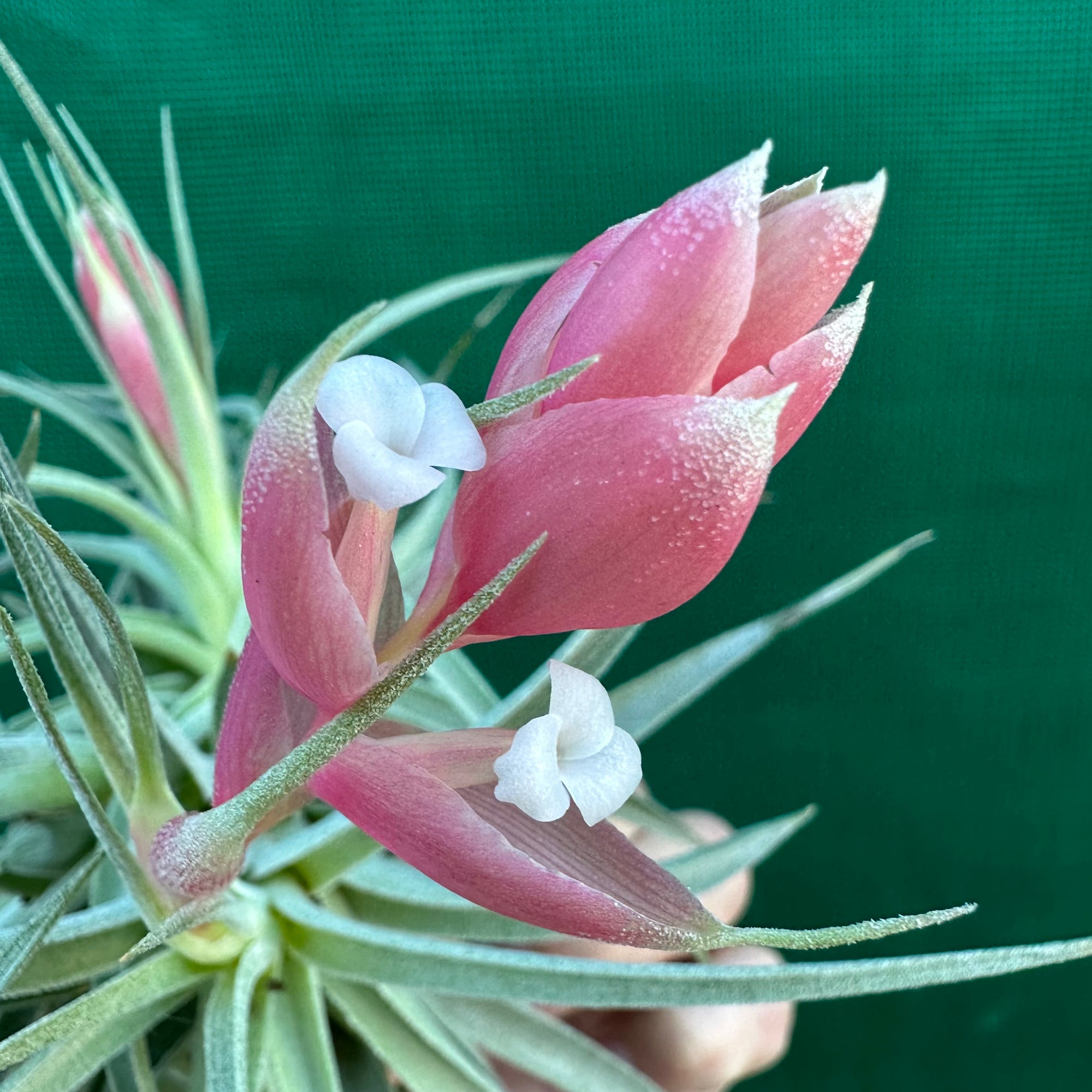 recurvifolia air plant Tillandsia - recurvifolia ex. PT